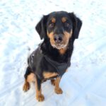 Mischling Sam, 10/2015, ca. 45 cm, 13357 Berlin