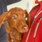 Podenco Mischling Sandia, 10/2024, Endgröße ca. 45 cm