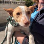 Podenco Sara, 02/2022, ca. 40 cm