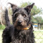 Mischling Sereno, 03/2023, ca. 50 cm