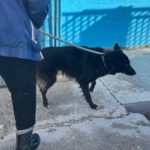 Schäferhund Mischling Sombra de las Nieves, 03/2020, ca. 50- 55 cm