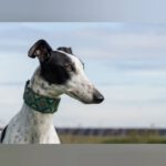 Galgo Tejona, 03/2021, ca. 70 cm