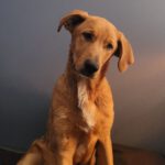 Mischling Thor, 08/2024, Endgröße ca. 45- 50 cm