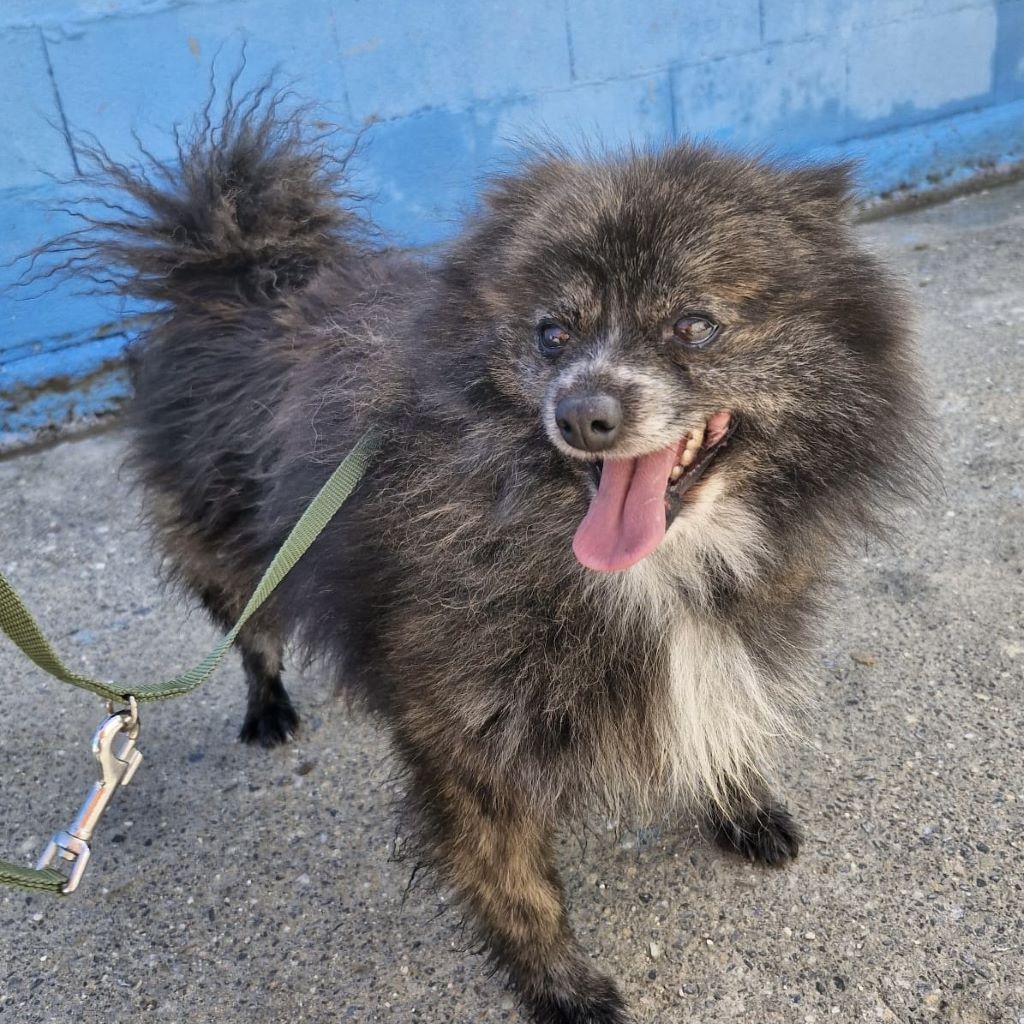 Pomeranian Mischling Tigrina, 05/2023, ca. 30 cm