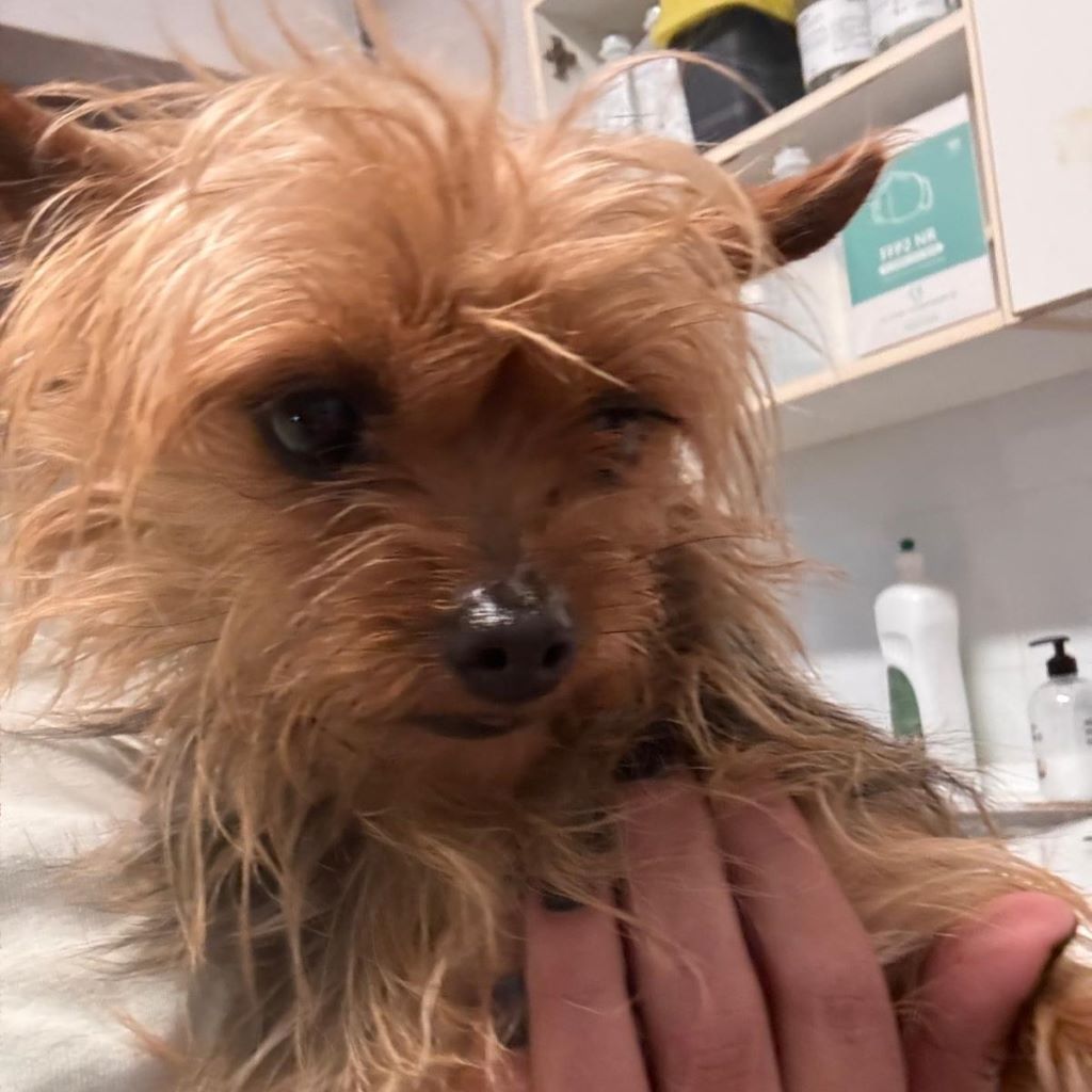 Yorkshire Terrier Tina, 02/2018, ca. 22 cm