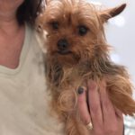 Yorkshire Terrier Tina, 02/2028, ca. 22 cm