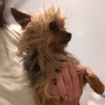 Yorkshire Terrier Tina, 02/2028, ca. 22 cm