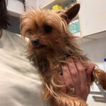 Yorkshire Terrier Tina, 02/2028, ca. 22 cm