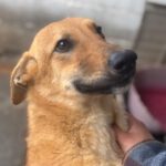 Mischling Valentina, 04/2024, Endgröße ca. 45- 50 cm