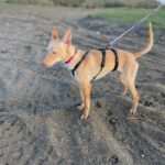 Podenco Winona, 06/2024,  Endgröße ca. 40 cm