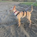 Podenco Winona, 06/2024,  Endgröße ca. 40 cm