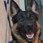 Schäferhund Zeus, 12/2023, ca. 60 cm