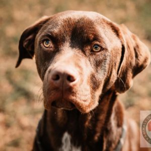 Labrador Mischling Zeus, 12/2023, ca. 50 cm