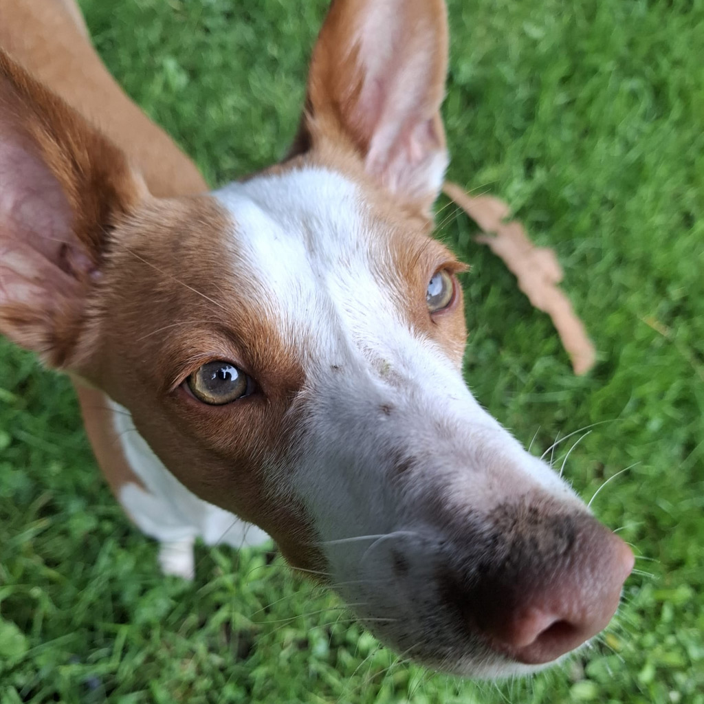 Medizintopf Chiquitito - SALVA Hundehilfe e.V.