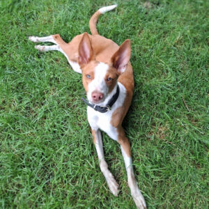 Medizintopf Chiquitito - SALVA Hundehilfe e.V.