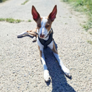 Medizintopf Chiquitito - SALVA Hundehilfe e.V.