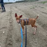 Podenco Alba, 03/2024, ca. 35 cm