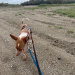 Podenco Alba, 03/2024, ca. 35 cm