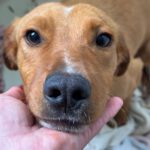 Mischling Alex, 08/2024, Endgröße ca. 45- 50 cm