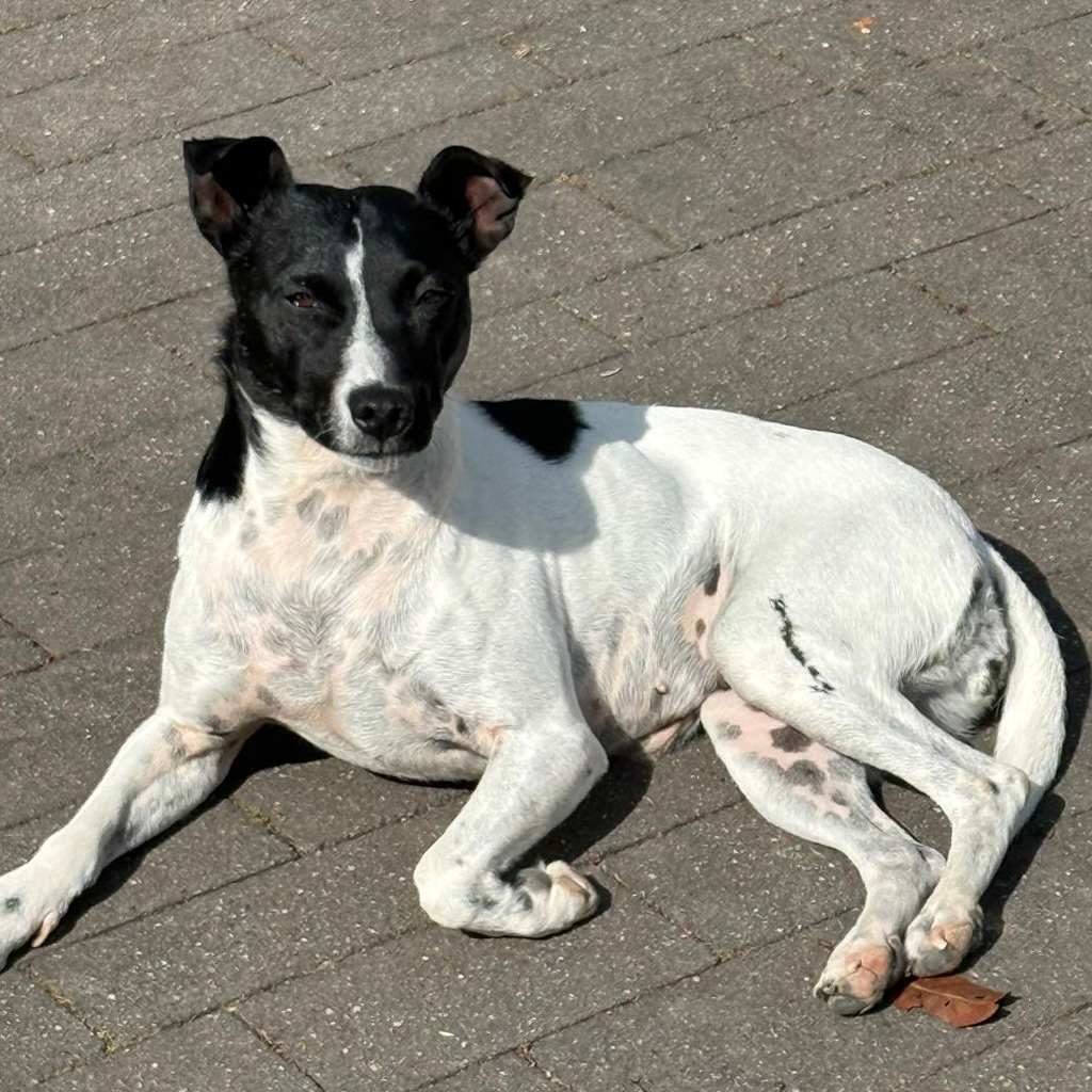 Medizintopf Sabine, Bodeguero Mischling, 02/2022, ca. 40 cm