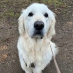 Golden Retriever Charly, 01/2018, ca. 55 cm, 40489 Düsseldorf