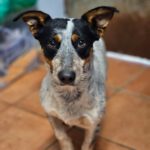 Bodeguero Mischling Coco, 02/2024, ca. 35- 40 cm