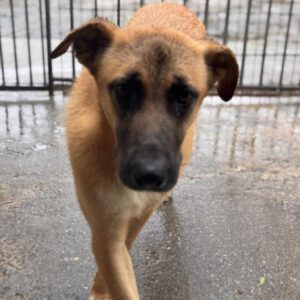 Malinois Mischling Cuba, 04/2024, ca. 65 cm