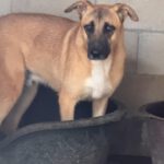 Malinois Mischling Cuba, 04/2024,  ca. 65 cm