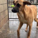 Malinois Mischling Cuba, 04/2024,  ca. 65 cm
