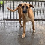 Malinois Mischling Cuba, 04/2024,  ca. 65 cm
