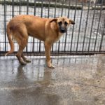 Malinois Mischling Cuba, 04/2024,  ca. 65 cm