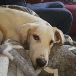 Mastin Mischling Dobra, 05/2024, Endgröße ca. 55- 60 cm