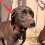 Labrador Mischling Donut, 08/2024, Endgröße ca. 55 cm