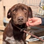 Labrador Mischling Duncan, 08/2024, Endgröße ca. 55 cm