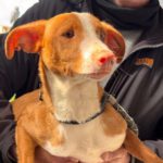 Podenco Enno,07/2024, Endgröße ca. 40 cm