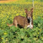 Podenco Mischling Estrella, 08/2016, ca. 45 cm