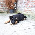 Schäferhund Mischling Filipa, 11/2024, Endgröße ca. 60 cm,47475 Kamp-Linfort