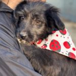 Mischling Gaia, 12/2024, Endgröße ca. 45 cm