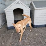 Podenco Gibor, 02/2022, ca. 45 cm