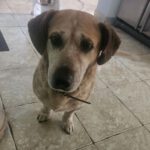 Mischling Gines, 01/2017, ca. 45 cm