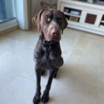 Deutsch Kurzhaar Hans, 09/2023, ca. 60 cm