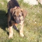 Mischling Hector, 11/2024, Endgröße ca. 50 cm, 29303 Lohheide