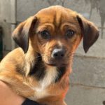 Mischling Henri, 11/2024, Endgröße ca. 35- 40 cm