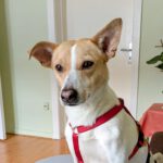 Mischling Inara, 12/2022, ca. 39 cm, 25348 Glückstadt