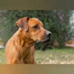 Boxer Mischling India, 11/2023, ca. 61 cm