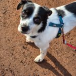 Mischling Isaac, 05/2023, ca. 30 cm, 47807 Krefeld