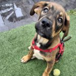 Mastin Mischling Jafar, 11/2024, Endgröße ca. 55-60 cm