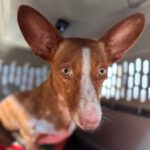 Podenco Maneto Jara, 06/2022, ca. 35 cm