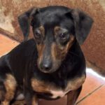 Dackel Mischling Josefina, 03/2023, ca. 35 cm