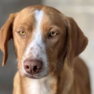 Podenco Kaleb, 05/2023, ca. 45 cm